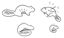 sketches_beaver.8e363e5170.png