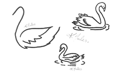 sketches_swan.b8434b5168.png