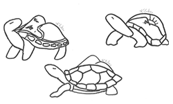 sketches_turtle.224b0a5178.png